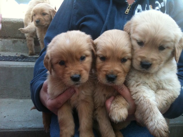 Puppies For Sale In Pa. puppies for sale in pa.