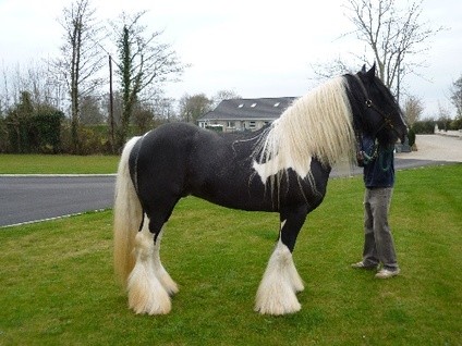gypsy vanner horses for sale in texas. Gypsy Vanner Horses For Sale
