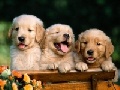 ***** Golden Retriever Puppies