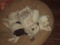 3 Puppies for FREE
