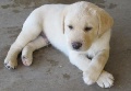 AKC Labrador Puppies (Champion Bloodline