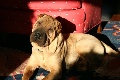 AKC registered Chinese Shar-pei wrinkly puppies