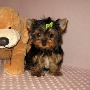 Angelic Pure Breed Tea Cup Yorkie Puppies Available!!!!!!