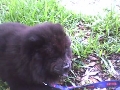 Beautiful AKC Male Black Chow Puppy