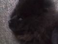 Beautiful AKC Male Black Chow Puppy