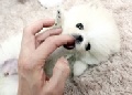 Beautiful cream pomeranian puppy for sale
