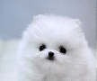 Beautiful cream pomeranian puppy for sale