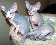 Beautiful Pedigree Sphynx Kittens