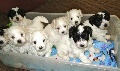 Beautiful Rare Breed Coton de Tulear Puppies for sale