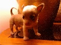 Chihuahua Puppy - Male - 9 Weeks Only $600.00