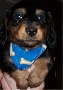 CKC Long Haired Dachshunds For Sale