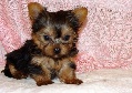 Cute and Sweet Tea Cup Yorkie puppies for lovely home