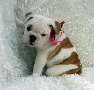 Cute English bulldog puppy for Xmas