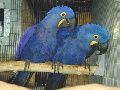 DNA Pair of Hyacinth Macaws need a new home