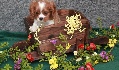 Fabulous Male Cavalier King Charles Spaniel Puppy For Sale