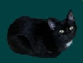 for adoption- 2 black cats under 1 yr