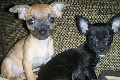 For Sale:  Chihuahua Puppies! 2 Beautiful Female 12 wks old