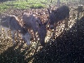 Free Miniature Donkeys