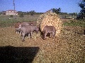 Free Miniature Donkeys