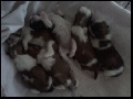 full-blooded tri-color shih tzu puppies