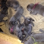 Great Dane puppies READY 10/4