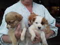 Great Pyrenese mix puppies FREE TO A GOOD HOME!