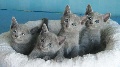 Hypoallergenic Russian Blue Kittens ($400)