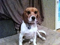 LOST: Beagle