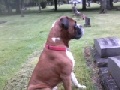 Lost Boxer dog, Hershey
