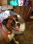 Lost Boxer dog, Hershey