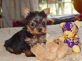 Lovely and cute tea cup Yorkie puppies for a caring home