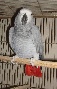 Proven breeding pairs of African Grey Congos for sale