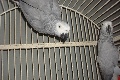 Proven breeding pairs of African Grey Congos for sale