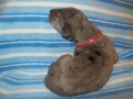 Registered Great Dane Puppies For Sale Missouri