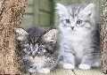 Siberian Kittens Available Now