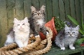 Siberian Kittens Available Now