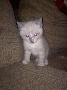 Simese kitten blue eyes Ready Now! applehead
