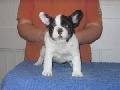 stunning litter of HC Hereditarily Clear French Bulldogs