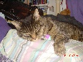 TABBY CaT STILL LOST Since May 2011 Peacehaven Rd