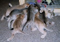 TICA Abyssinian Kittens for Sale