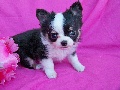 Tiny Toy Chihuahua Pup Female