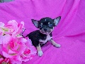 Toy Chihuahua Pups