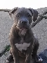 UKC Registered Blue Pitbull Puppies