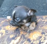 VERY TINY Teacup Chihuahua Puppies For Sale