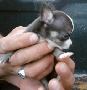 VERY TINY Teacup Chihuahua Puppies For Sale