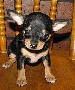 Yorkies Yorkiepoos Shih-tzus Maltese Chihuahuas for sale in ma
